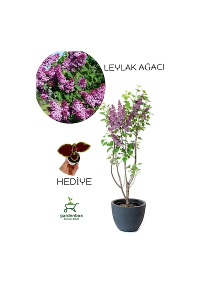 Yoğun Kokulu Leylak Çiçeği Fidanı 1 Adet Saksılı 40-60cm +yaprak Güzeli