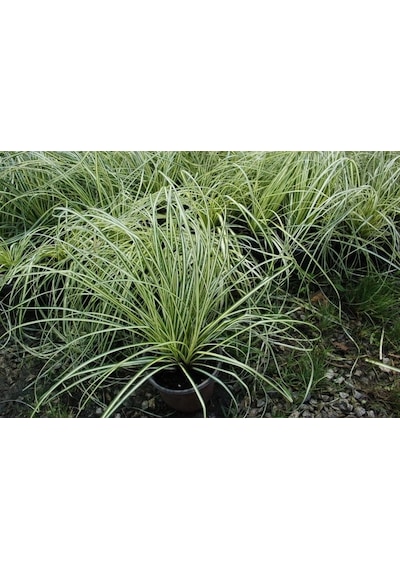Carex Evergold 3 Adet