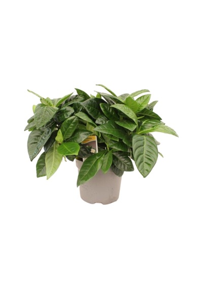 Ithal Muhteşem Kokulu 1 Adet Gardenya Çiçeği 30-45cm Saksılı Gardenia Flower