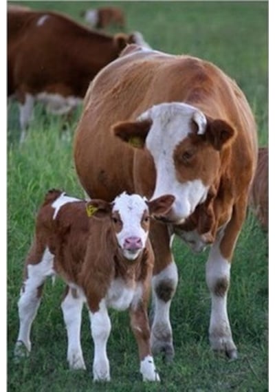 Vetasupra Calf Power Küçükbaş İçin Hayvan Yem Katkısı - 500 Gr