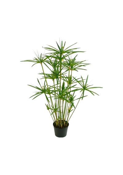 Japon Şemsiyesi 40-60 Cm 1 Adet Saksılı+kraton Bitkisi 20-40cm 1 Adet Saksılı