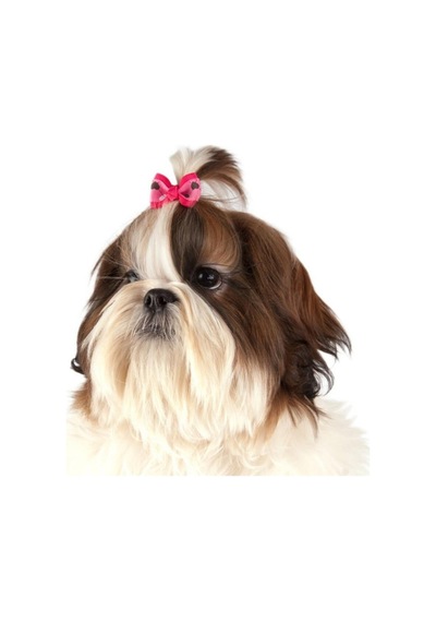 Show Tech Argyle Ekose Lastikli Kedi Köpek Tokası 50 Adetli Paket
