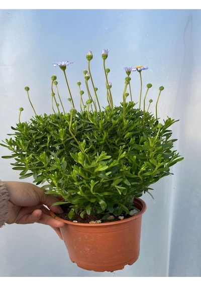 Mavi Çalı Papatyası-maviş 1 Adet Saksılı 15-30cm Peyzaj Bitkisi Felicia Amelloides