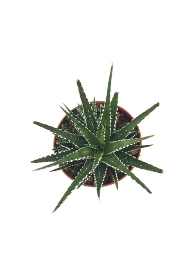 Haworthia Fasciata (Sukulent) Ø8,5 CM Y10-15 CM
