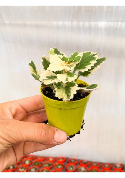 Serada Decor Plant Adaçayı Kokulu Sarkıcı Sukulent Beyaz Alacalı