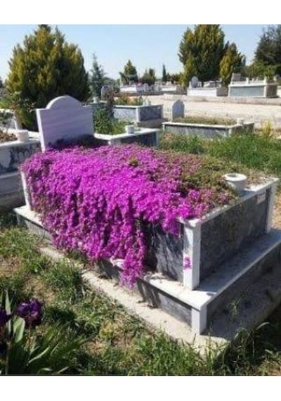 50 Adet Tohum Nadir Bulunan Astarix Astariks Mezarlık Kabir Kabristan Çiçeği Tohumu Hediye Tohumlu 50 Adet
