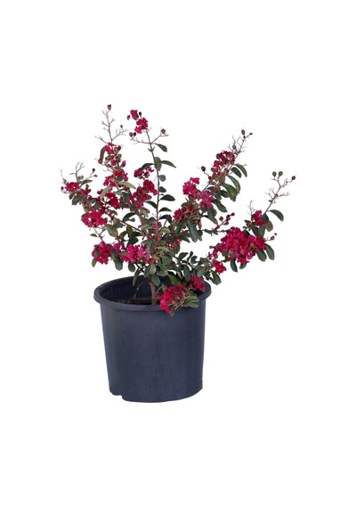 Videolu Bodur Kırmızı Oya Ağacı 1 Adet Saksılı 40-70cm Bahçe Bitkisi Red Lagerstroemia İndica