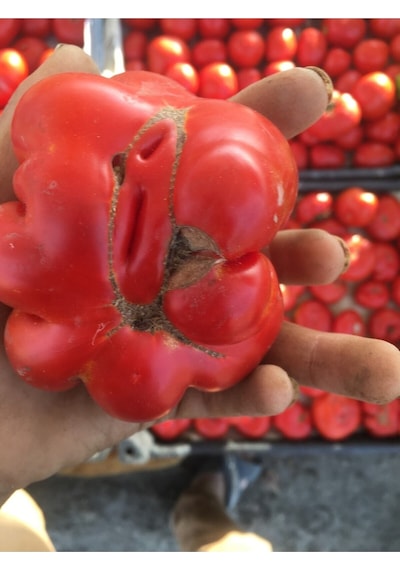 Yerli Köy Domatesi Tohumu