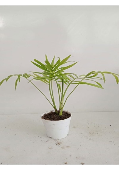 8'li Bitki Seti Mini Melek Kanadı+aleovera+pilea+kurdele+hedera+japon Şemsiyesi+areka+yeşim