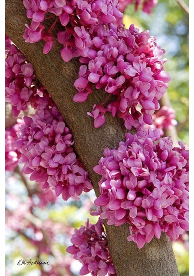 Pembe Çiçekli Erguvan Fidanı Cercis Siliquastrum - 1-2 Yaşında,