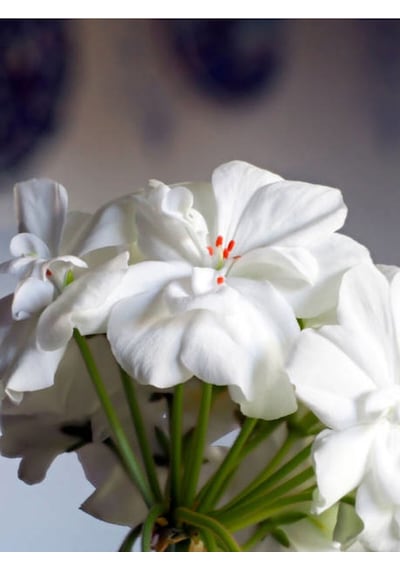 Beyaz Sakız Sardunya Çiçeği Fidanı 15-25 Cm Saksılı Çiçekli Bodur Bitkiler Pelargonium