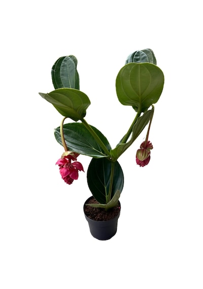 Medinilla Magnifica (Medine Gülü) Ø17 CM Y60-70 CM