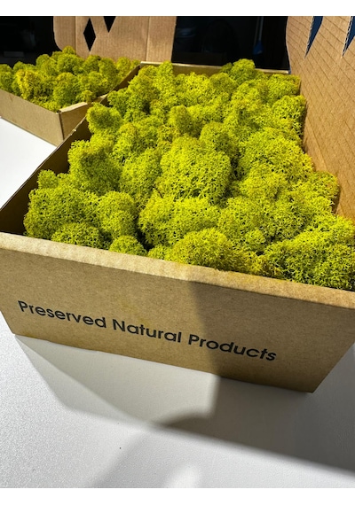 Reindermoss Şoklanmış Norveç Yosunu Terarium Yosunu Lime Green 500 Gr.