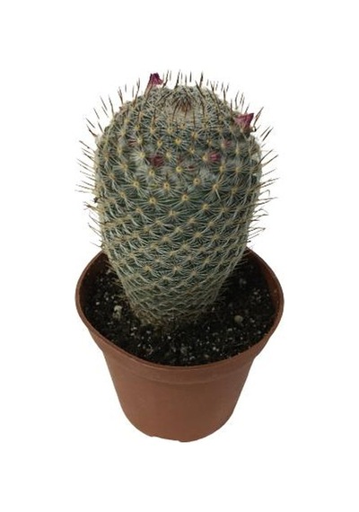 Çiçek Açan Kaktüs Mammillaria 8,5 Cm'lik Saksıda