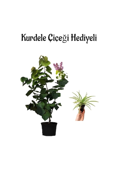 Harika Kokusuyla Mor Leylak Fidanı Sevgililer Gününe Özel Kurdele Çiçeği Hediyeli