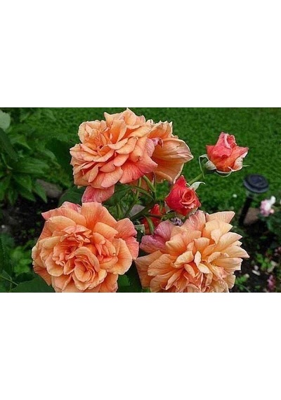 Tüplü Yediveren Kokulu Kayısı Tonlarında Aloha Rose Sarmaşık Gül Fidanı