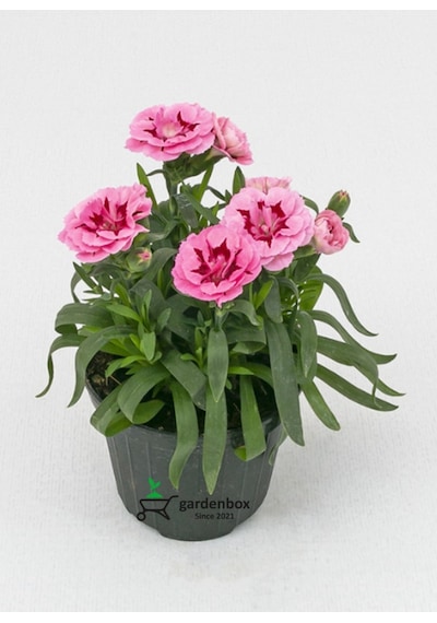 Yeni Sezon Bol Çiçekli 5 Adet Karanfil Çiçeği Renkli Bodur Tür 15-25cm