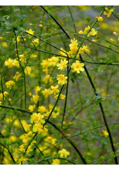 Videolu Çalı Sarı Yasemin Fidanı 1 Adet Saksılı/tüplü 40-60 Cm Jasminum Nudiflorum