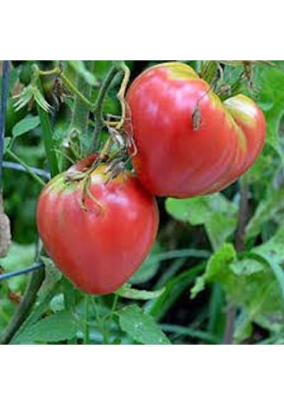 50 Adet Tohum Nadir Dana Yüreği Köy Domatesi Tohumu Yayla Domates