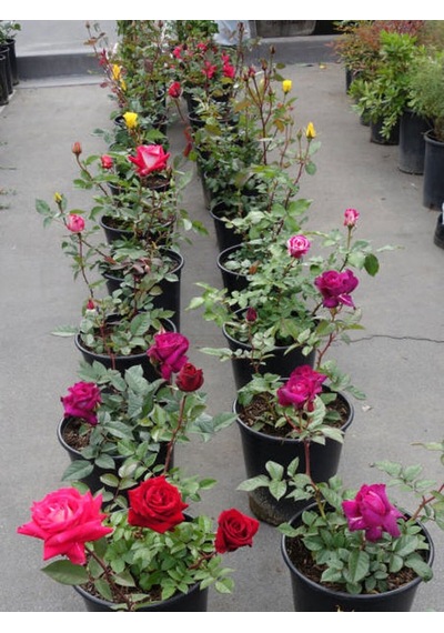 Yediveren Kokulu 25 60 Cm 5 Adet Farklı Çeşit Aşılı Gül Pink Red Orange White Yellow Ros