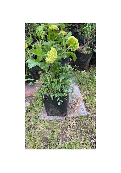 Küçük 40-50cm Kartopu Çiçeği