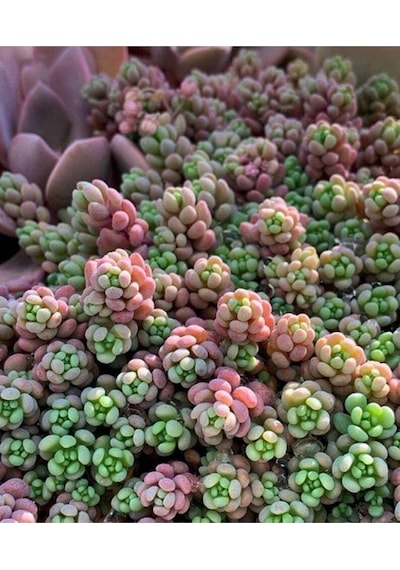 10 Adet Sedum Dasyphyllum Succulent Tohumu