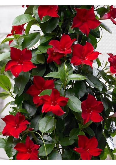 Kırmızı Mandevilla Sarmaşık 30 60 Cm Yaz Boyu Çiçek Açan Saksı Bitkisi