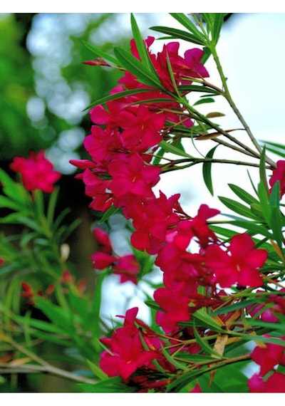 Bodur Kırmızı Zakkum Çiçeği 40-55 Cm Saksılı Çiçekli Bodur Bitkiler Red Oleander