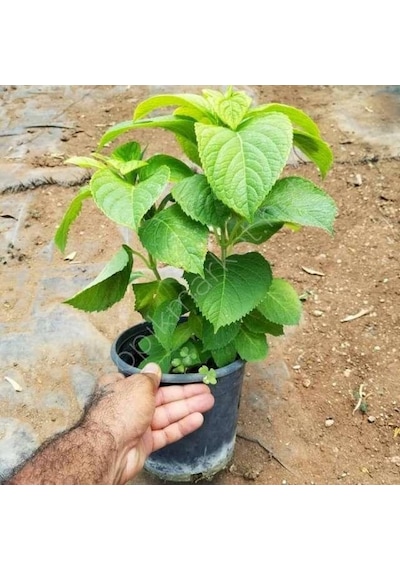 Hydrangea Macrophylla Pembe Ortanca Fidanı 10-30 Cm