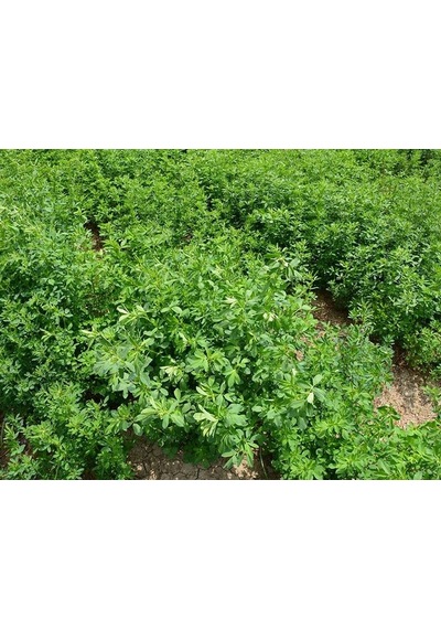 Osm Tohum Kaplamalı Sunter Yonca Tohumu 1 Kg