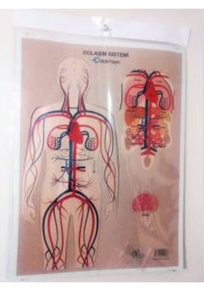Dolaşım Sistemi Karton Proje Ödev Maketi