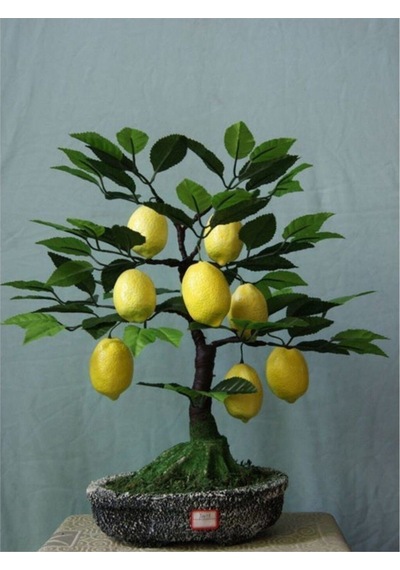 Bodur Hint Limonu Bonzai Ağacı Ekim Seti 5 Adet Tohum Saksı Toprak Kombin