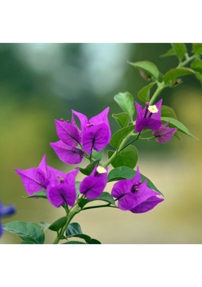 Mor Begonvil Çiçeği Fidanı 20-40cm Saksılı Çiçekli Bodur Bitkiler Purple Bougainvillea