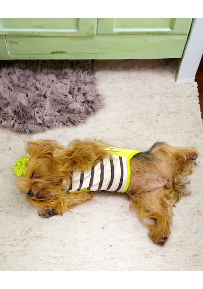 Lime Fuzz Atlet Köpek Kıyafeti Köpek Elbisesi