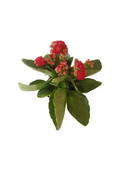 Kalanşo Çiçeği | Kalanchoe Blossfeldiana x 5 ad