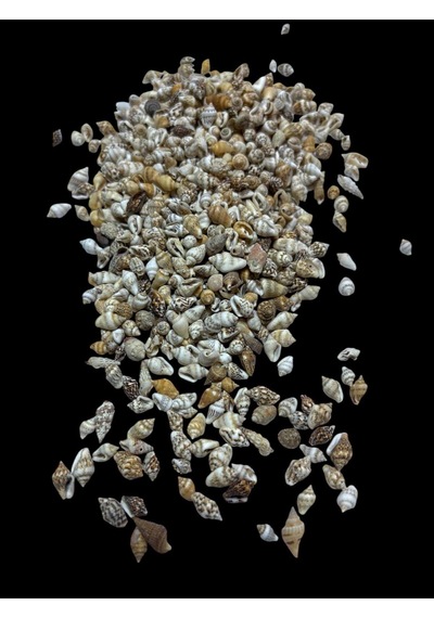 Deniz Kabukları 100 Gr No-17-nassashel2