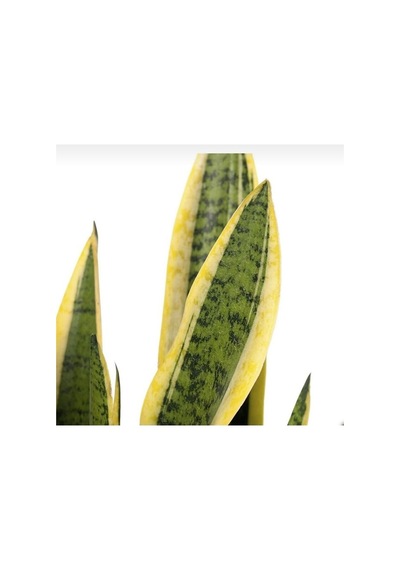 Sarı Kılıç Çiçeği Fidanı 10-20 Cm