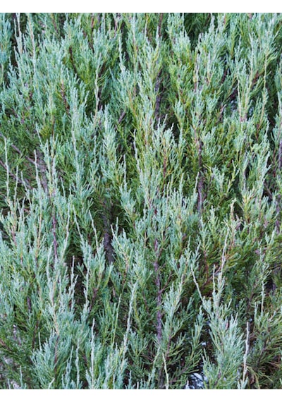 Videolu Muheteşem Renkli Mavi Leylandi Fidanı 40 60cm 1 Adet Tüplü Cupressocyparis Leylandii