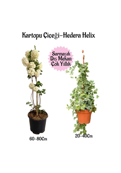 Kartopu Çiçeği 1 Adet +hedera Helix 1 Adet Saksılı Bahçe Peyzaj Seti
