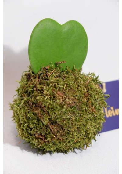 Kokedama Hoya Keri