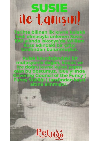 Petjoo 3.Susie Kırmızı-Yeşil Qr'lı Kedi Künyesi