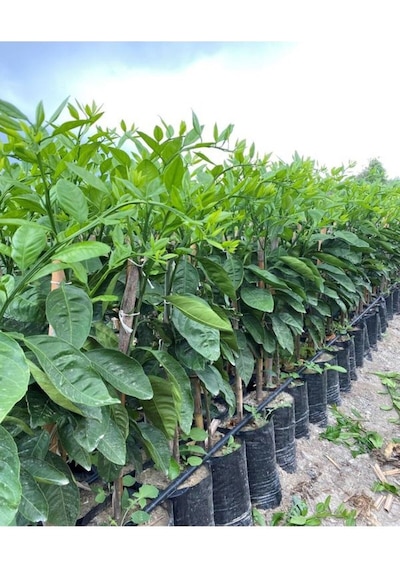 Videolu Ferah Kokulu 1 Adet Primasol Mandalina Fidanı 120-180cm Saksılı\tüplü Primasol Mandarin