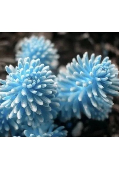 10 Adet Rare Succulent Lithop Tohumu