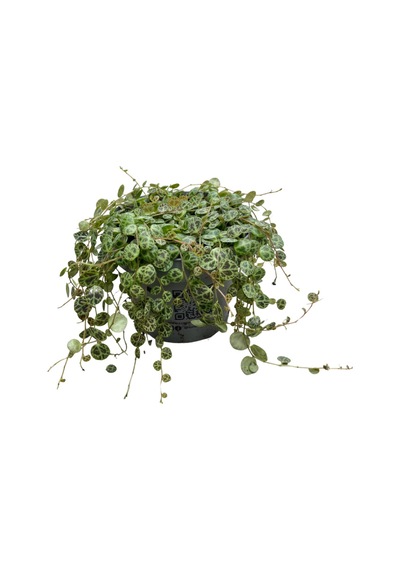 Peperomia Prostrata Kaplumbağa Kabuğu Çiçeği Ø12 Cm Y15-20 Cm