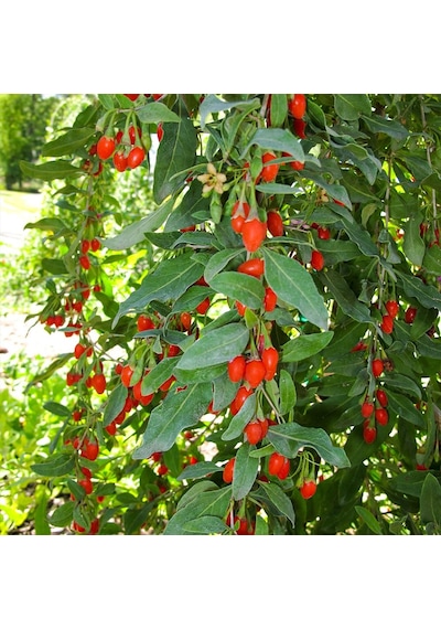 Tüplü Goji Berry Kurt Üzümü Fidanı Tüplü Goji Berry Kurt Üzümü Fidanı