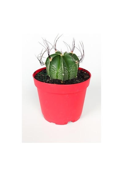 Astrophytum Capricorne Beyaz Benekli Özel Tür Kaktüs Keçi Boynuzukaktüsü 8.5 CM Kırmızı Saksıda 