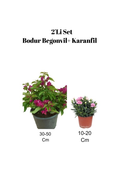 2'li Set Koyu Pembe Bodur Begonvil+ Karanfil Çiçeği Dış Mekan Bitkisi