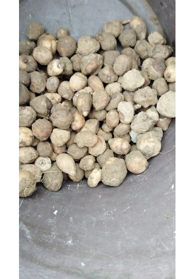 Salep Tohumu Yumru Serapies 3 Kg
