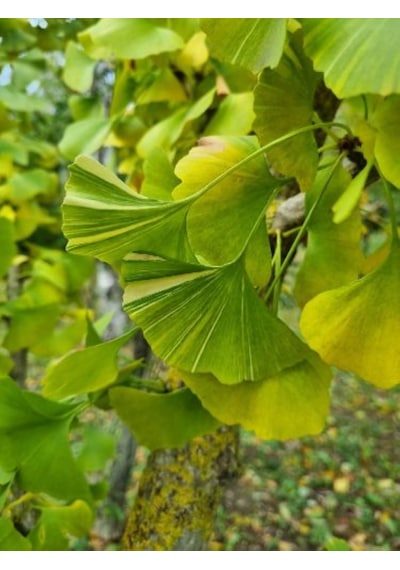 Mabet Ağacı Ginkgo Biloba Fidanı 20-30 Cm Boy