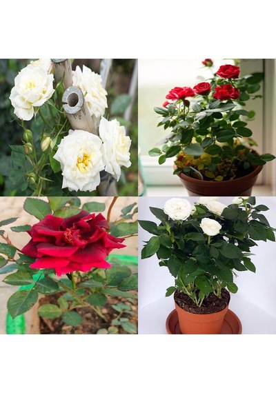 Videolu Beyaz Ve Kırmızı Yediveren 2 Adet Gül Fidanı Saksılı 50-90 Cm Red White Roses Sapling